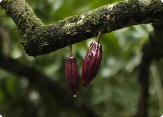 Amazon Food&Forest Bioeconomy Analysis