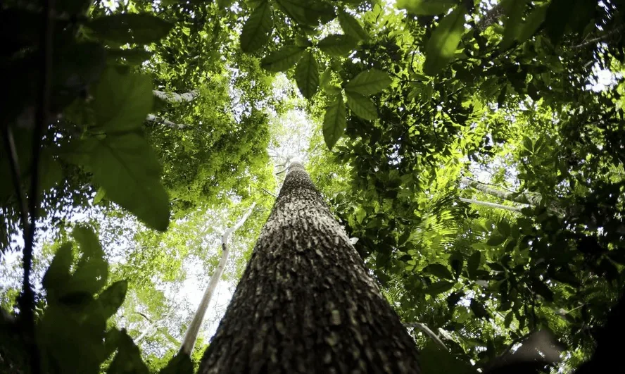 Lab accelerates two projects in Brazil to support regenerative agriculture and bioeconomy